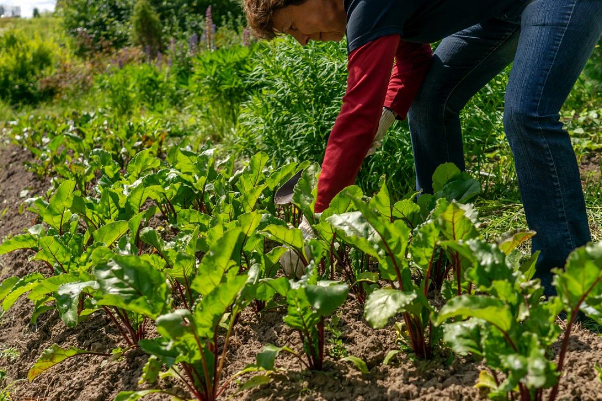 Trabajan en el campo español 179.200 mujeres y 574.000 hombres