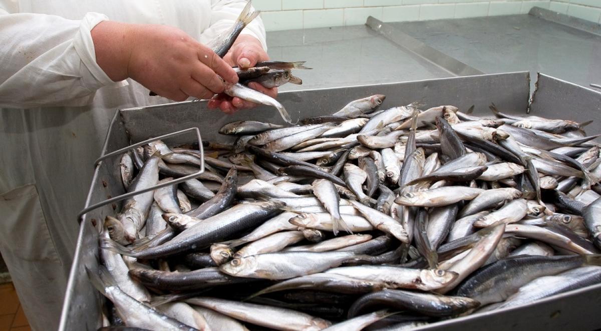 La industria del pescado factura cerca de seis mil millones de euros, pero soporta los mayores niveles de precariedad