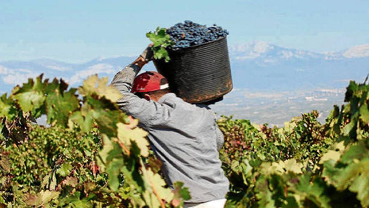 Unas 600 personas cordobesas acudirán a la vendimia francesa