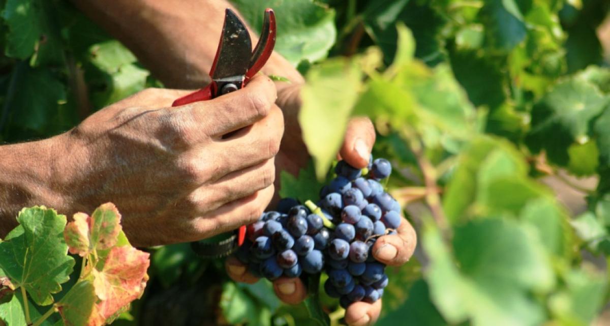 Se vuelve a poner de manifiesto la gran temporalidad que se registra en el campo