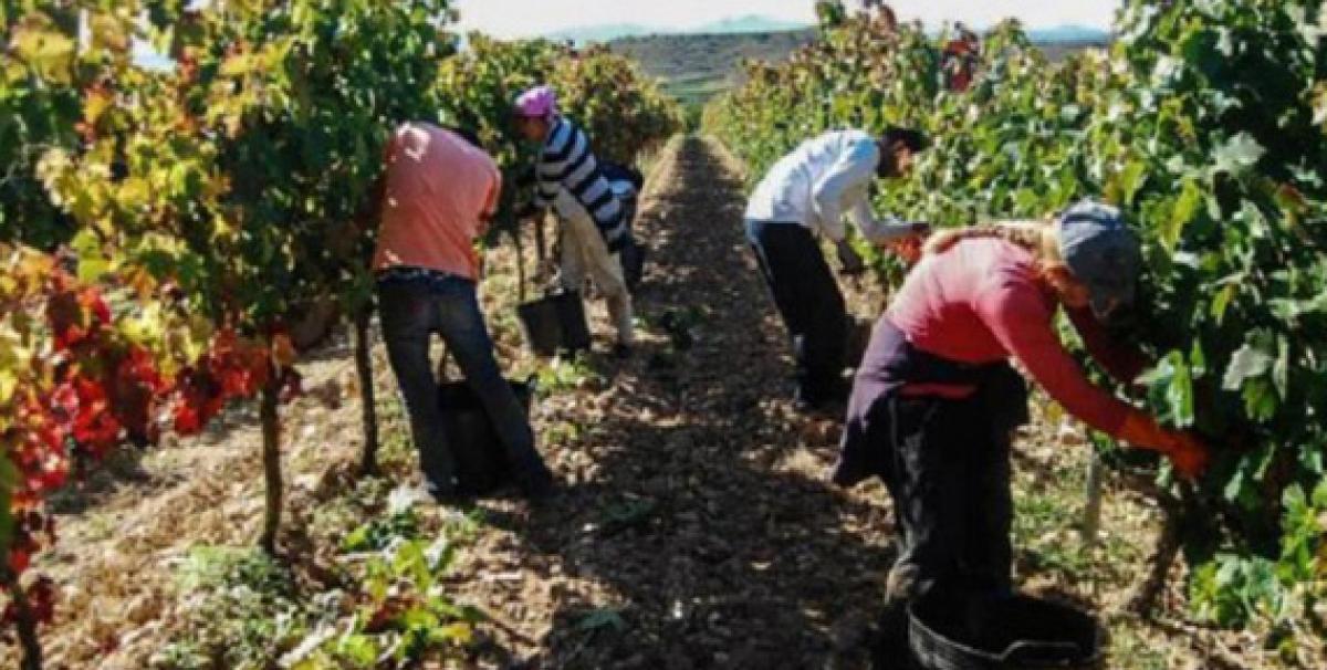 El sindicato defiende impulsar la contratación fijo-discontinua en el campo