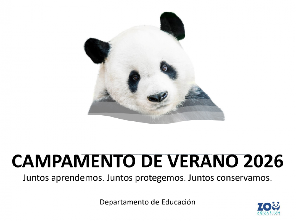 Campamento verano zoo madird 2026