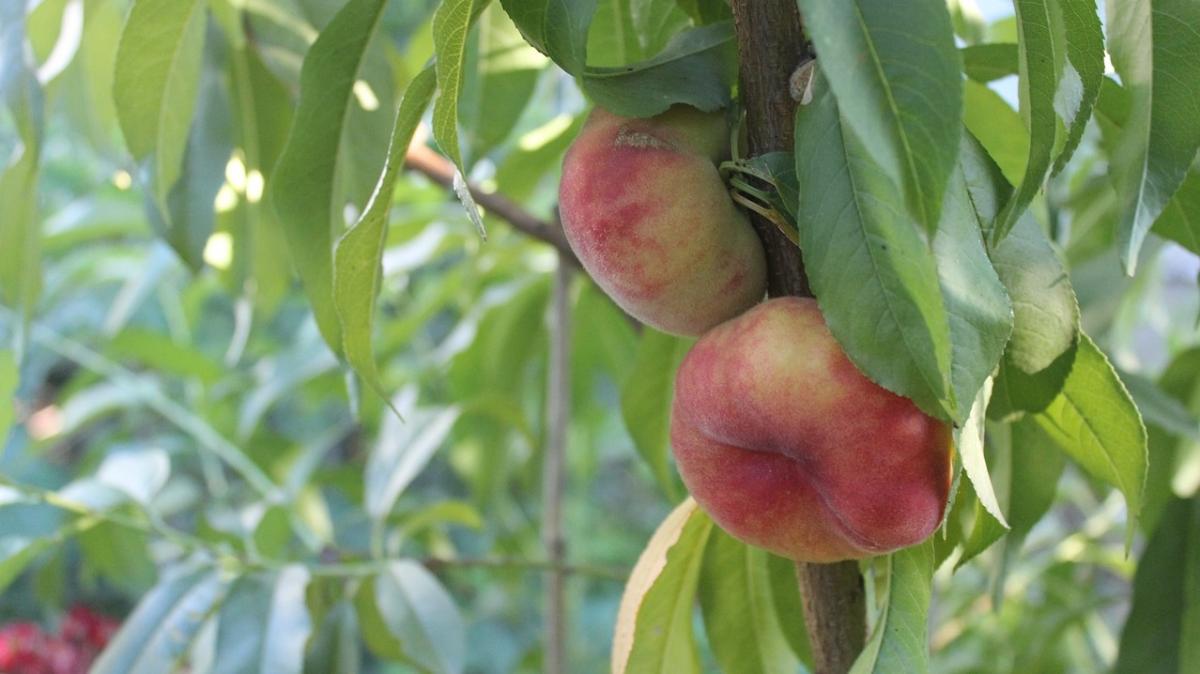 Imagen de taleitan en Pixabay