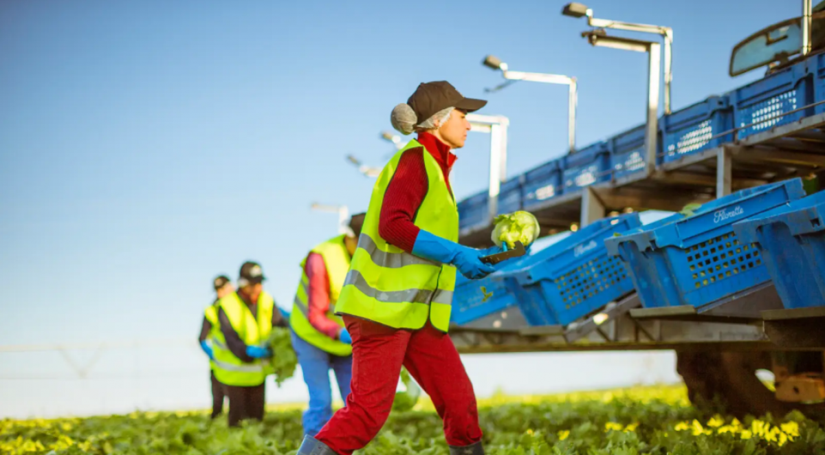 Vegetales la mancha SL