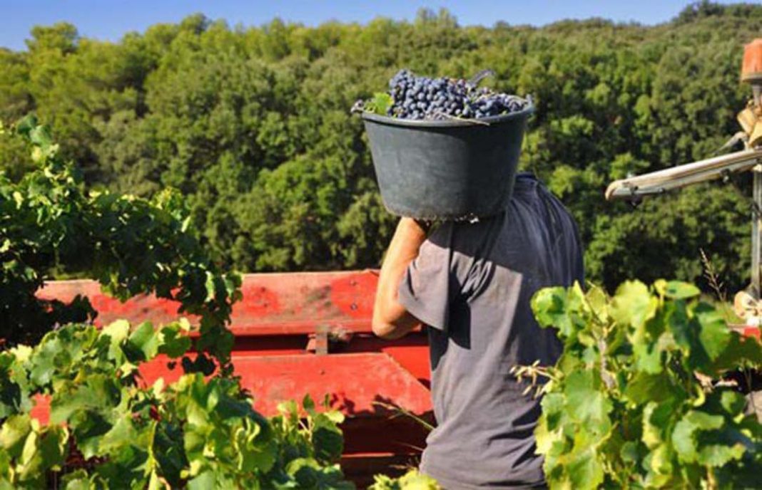 En enero se registraron un 2,42% más de desempleados y desempleadas en el sector agrario