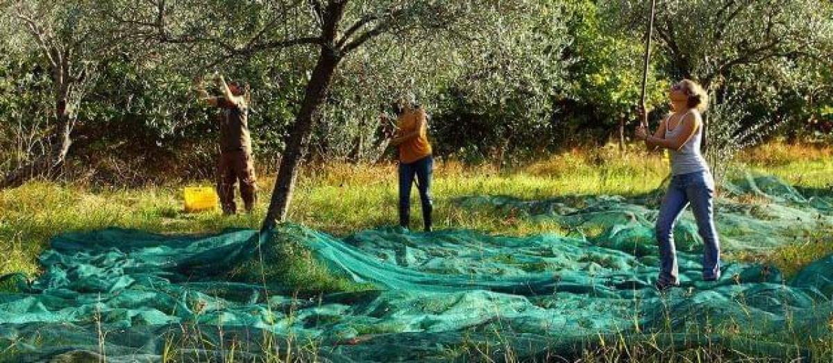 Las mujeres son expulsadas con frecuencia de la campaña de recogida de la aceituna