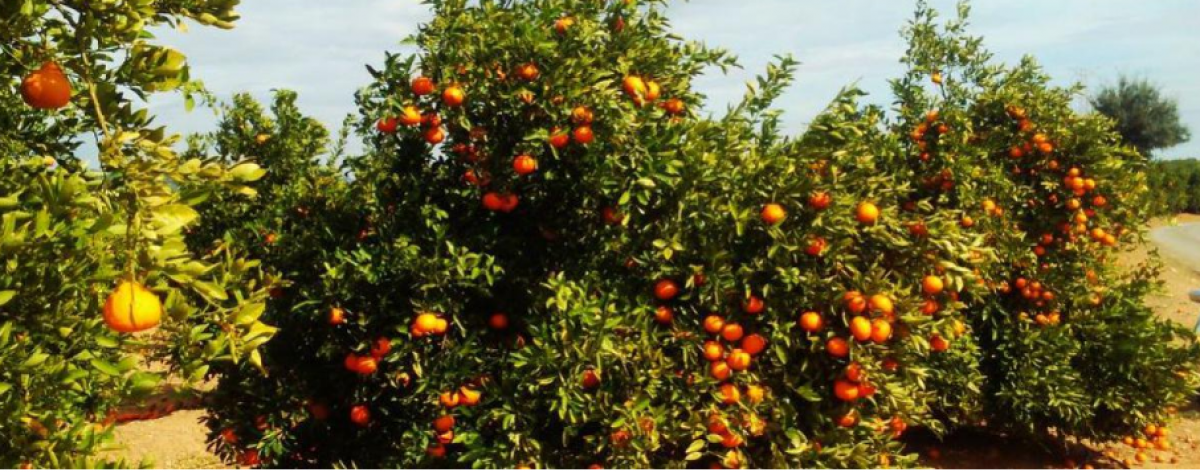 Patronal y sindicatos llegan a un acuerdo para firmar el convenio del campo de Extremadura