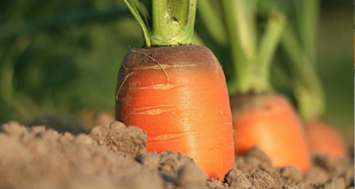 Imagen de klimkin en Pixabay