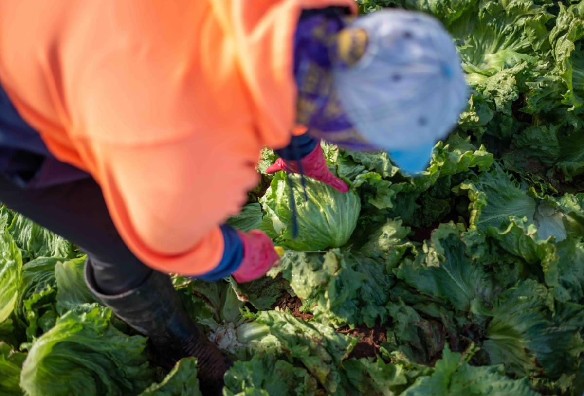 Mujer cosechando lechugas en una granja