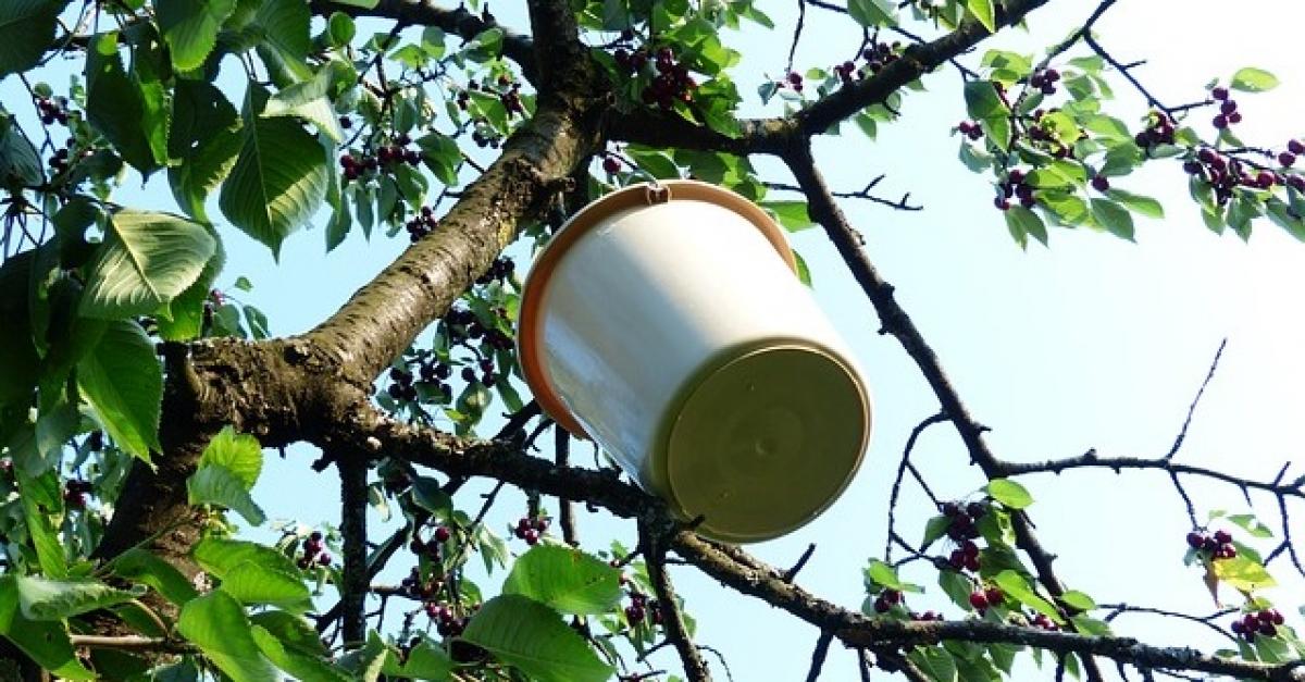 La actividad fue muy intensa en las Vegas del Guadiana y en el Valle del Jerte