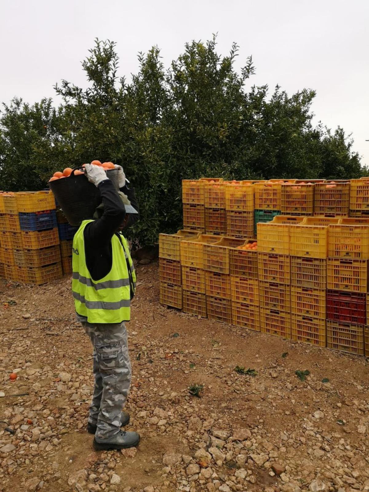 campo de Naranjas - Valencia