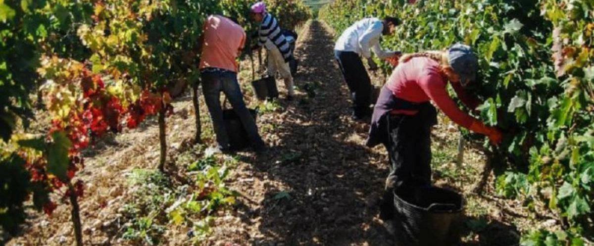 La sequía podría provocar la pérdida de 5,5 millones de jornales en todo el Estado