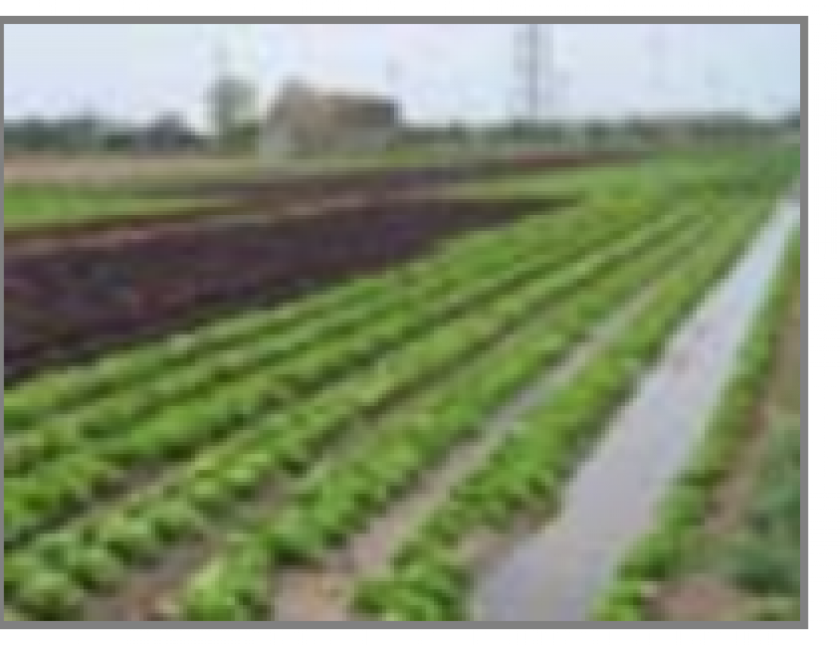 Campañas agrícolas