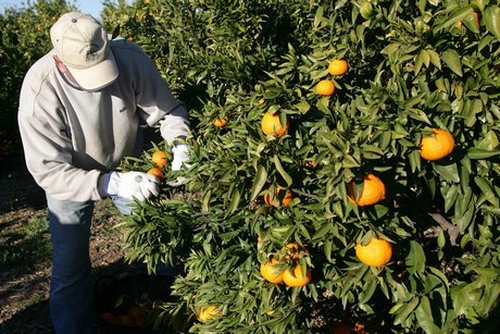 Recolección de la naranja